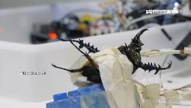 A甲蟲是間諜1700