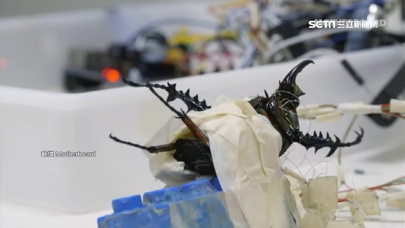 甲蟲變情報員？美研發微型GoPro
