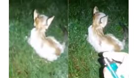 小貓遭人淋汽油點火。（圖／翻攝自馬來西亞動物協會臉書）