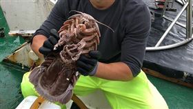 海蟑螂（圖／翻攝自St. John's Island Marine Laboratory臉書）