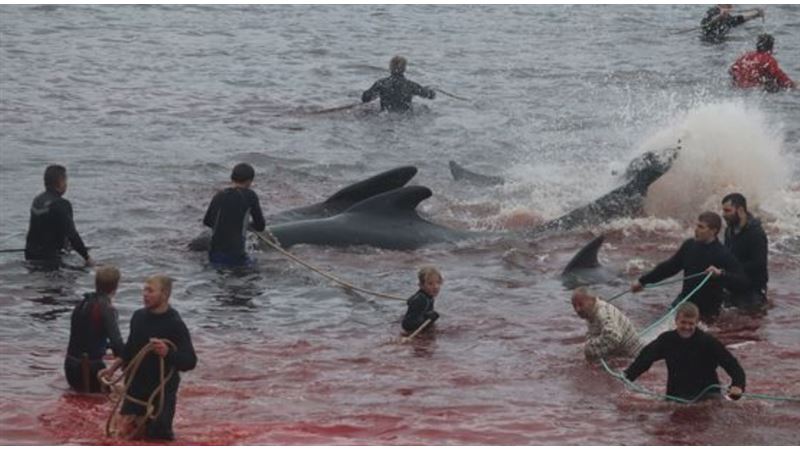 血海飄臟器！250頭鯨魚遭兇殘獵殺