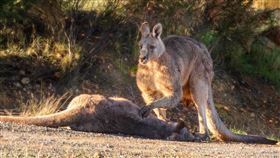 袋鼠媽育兒袋裝6月大寶寶…慘遭車撞死　爸心碎撫屍網淚崩
圖翻攝自Australian Society for Kangaroos臉書https://www.facebook.com/AustralianSocietyKangaroos/photos/a.181264425246582/3336789363027390/?type=3&theater