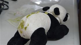 大熊貓圓圓找回當媽的感覺。（圖／臺北市立動物園提供）