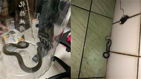 眼鏡蛇,臭青母,彰化,洗澡,排水孔（圖／翻攝自爆廢公社）