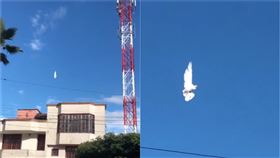 白鴿翱翔突然「定格」半空中！路人抬頭全嚇傻：平行時空？（圖／翻攝自臉書）