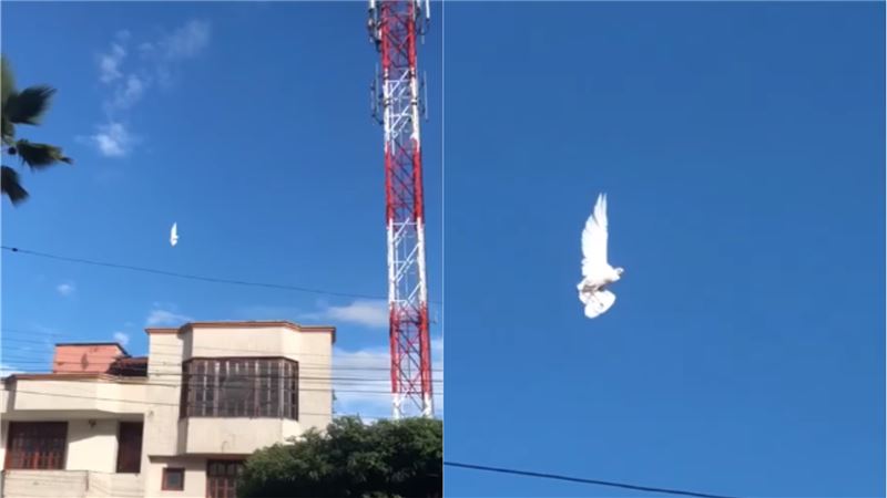 平行時空？白鴿翱翔突定格！路人嚇傻