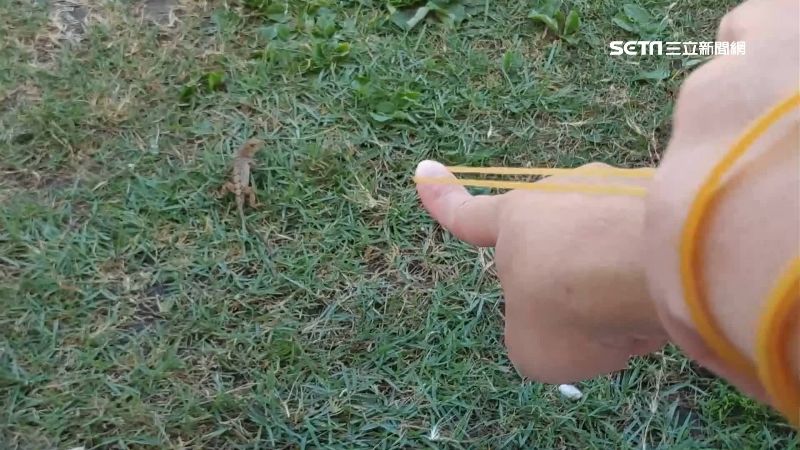 沙氏變色蜥入侵　林管處教橡皮筋射蜥