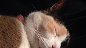 貓咪
https://www.flickr.com/photos/isfullofcrap/13146642373/in/photolist-m2HYKP-2aMvkGJ-8vStxy-5QcywQ-c2mQRu-5kvUvU-iG347s-bwewi7-hP961-5p5Uqr-nXCSR-CL7ztq-6Wfzvi-npFF-cp5tU-nRVz3B-j2mQwq-7XfgY-ChJN5k-j