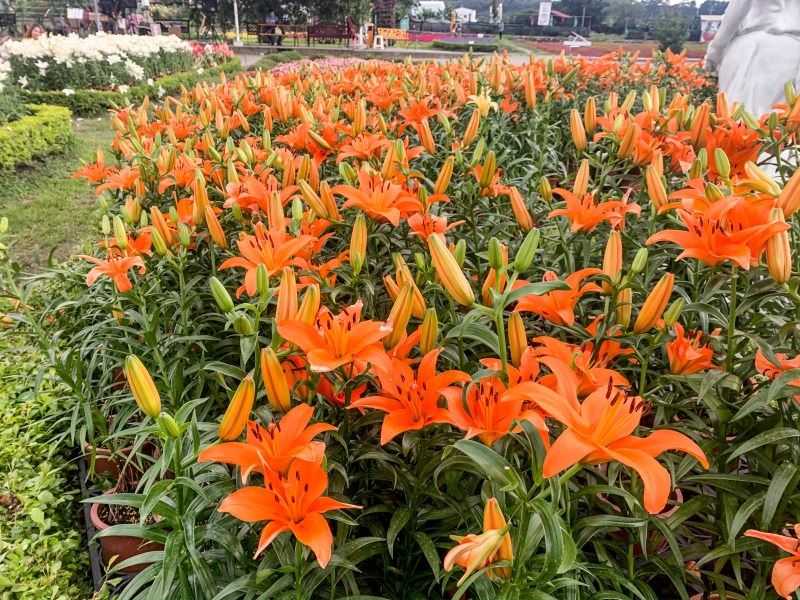 台中中社花市全年如春　美好賞花聖地