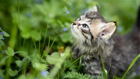 小貓,幼貓（圖／翻攝自pixabay）