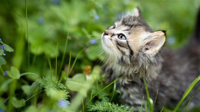 違法賣25隻貓遭沒入　飼主求償敗訴