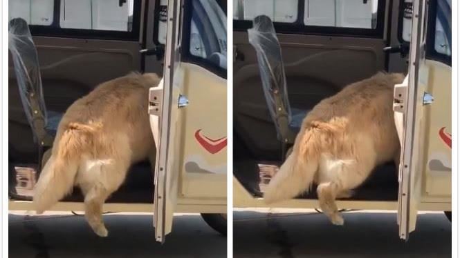 狗狗想學主人下車　下一秒…尷尬了
