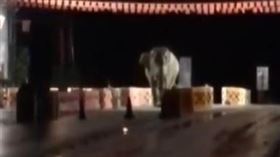 雲南,江城,野生象,邊防檢查站,農村(梨視頻)