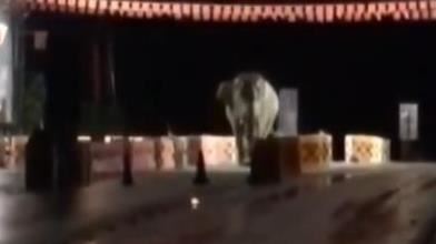 1野生象目中無人　夜闖邊境檢查站