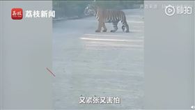中國,吉林,山路,老虎,司機（圖／翻攝自秒拍）