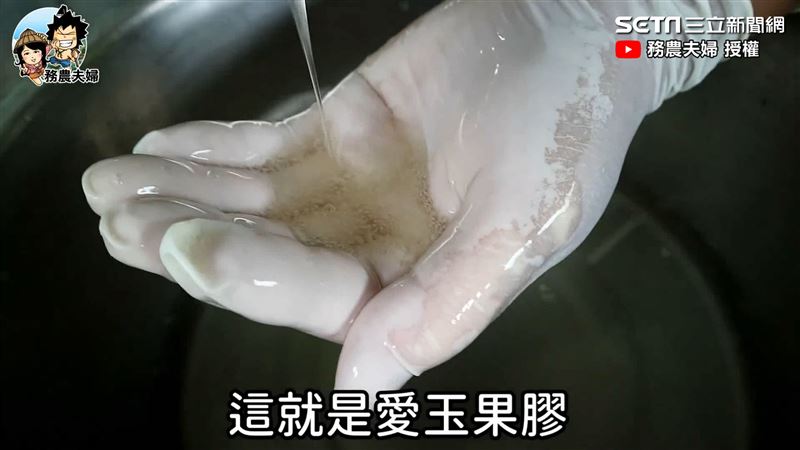 洗愛玉4訣竅！天然軟Q消暑透心涼
