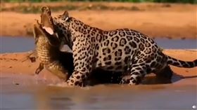 動物,花豹,鱷魚,獵食,水豚（圖／翻攝自微博）