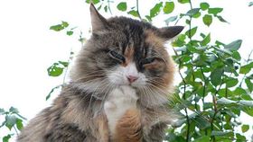 
名家專用／毛起來MAOUP（勿用）