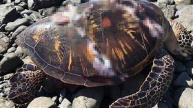 澎湖七美岸際　發現死亡綠蠵龜澎湖七美安檢所20日接獲民眾通報，在七星寶龍塔岸際發現一隻死亡海龜，經澎湖農漁局判定是屬於保育類的綠蠵龜，已由安檢人員就地進行掩埋。（第七岸巡隊提供）中央社　109年7月20日