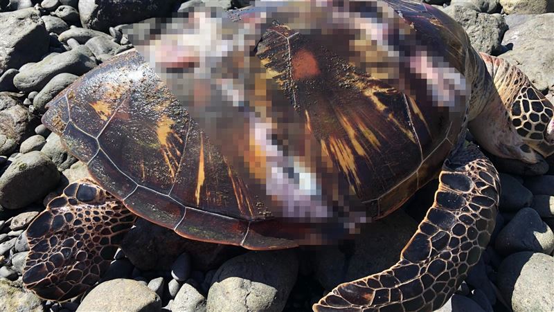 澎湖七美岸際　驚現死亡綠蠵龜