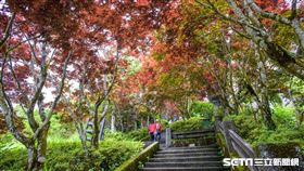 太平山（羅東林管處提供）