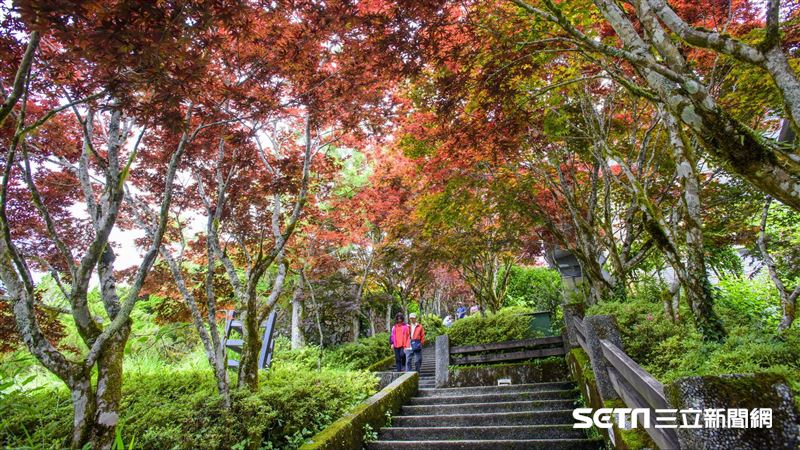 「報復性出遊」塞爆太平山　管制升級