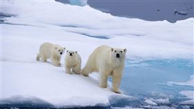 科學家指出，氣候變遷正造成北極熊覓食困難、飢餓致死，預料80年內可能幾乎消失。（圖／翻攝自國際北極熊中心網頁polarbearsinternational.org）
