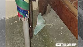 長尾水青蛾／蕭先生授權提供