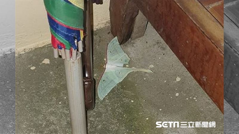家裡現絕美飛蛾　專家曝牠短命美一時