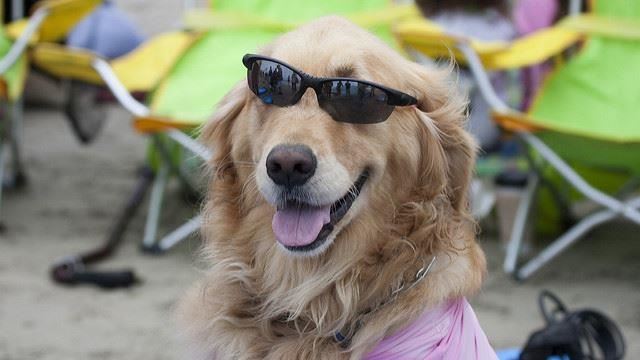 夏日防暑3原則　帶狗狗去海邊好安心