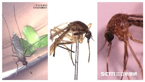 直擊／疾管署「禁地」養萬隻吸血蚊子