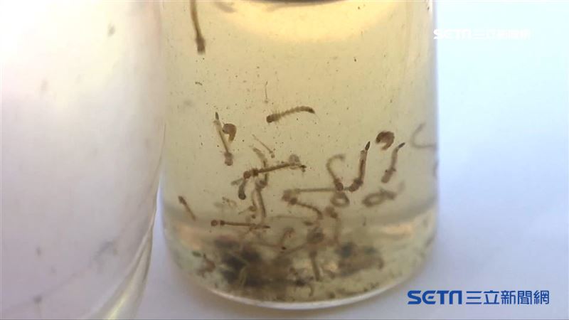 桃園現今年首本土登革熱　感染源不明