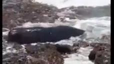 一隻剛出生不久的抹香鯨，昨天和今天兩度擱淺在蘭嶼漁人部落礁岩。（圖／翻攝自youtube）