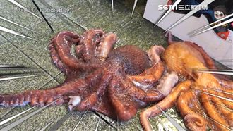 17公斤大章魚　韓市場賣家當場處理