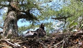 林鵰衛星追蹤研究　盼進一步揭神祕面紗