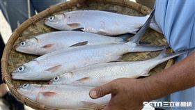 嘉南一帶海域是台灣最大的虱目魚產地。（圖／記者馮珮汶攝）
