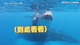 超親人小座頭鯨　緊貼潛水員求陪玩