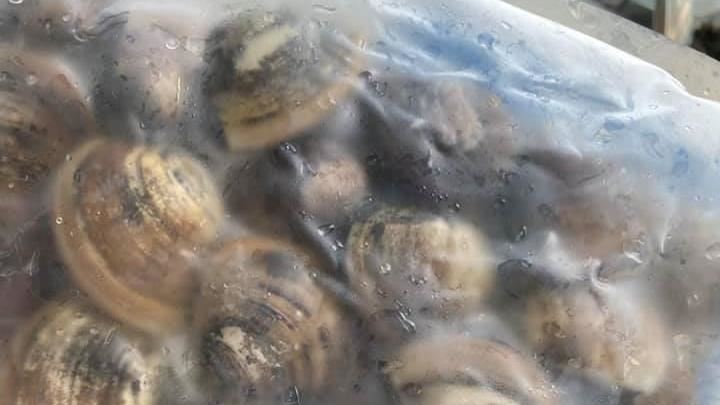 好市多買蛤蜊　女兒一舉動整包報廢