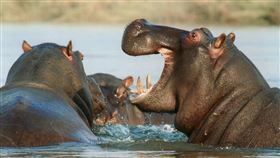 河馬，圖／翻攝自Pixabay