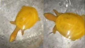 印度驚現全身發光的黃金鱉。（圖／翻攝自Susanta Nanda IFS）