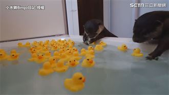 主人買百隻玩具小鴨陪玩　2水獺嗨翻