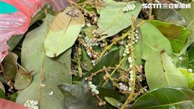 荔枝椿象卵片／中市府提供