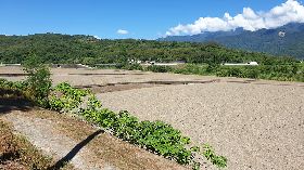 花蓮二期稻作將插秧　遇乾旱缺水