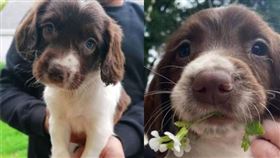 黛西遭人擄走後，挖出脖子晶片，再丟棄路邊。（圖／翻攝自Patricia Doyle臉書）