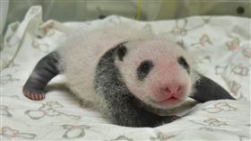大貓熊寶寶個性像老爸！身形肉肉乳名出爐：「柔柔」（圖／臺北市立動物園提供）