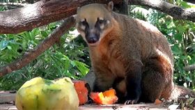 大暑日動物爽吃冰！2種獨門配方營養又涼爽。（圖／臺北市立動物園）