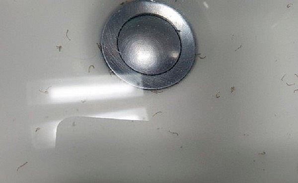 南韓自來水驚見幼蟲　民眾搶購瓶裝水