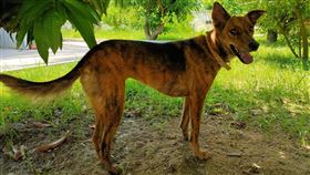 派出所,台南,流浪狗,米克斯,雨傘節（圖／翻攝畫面）