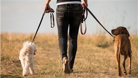 一次遛2隻狗狗！47歲女主人疑跌倒　脖子遭狗鍊纏繞勒斃（示意圖／翻攝自Pixabay）