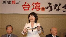 鰻魚女王　鰻苗　黑潮　（圖／郭瓊英提供）